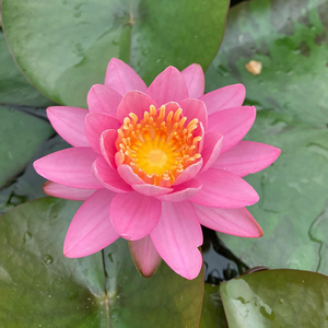 Nymphaea 'Princess <span class=keywords><strong>Elizabeth</strong></span>' - une plante aquatique adaptée aux bassins de jardin et aux serres - Nénuphar 'Princess <span class=keywords><strong>Elizabeth</strong></span>' - Product Image 2