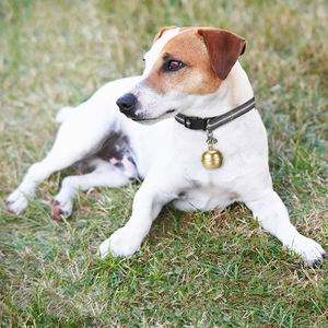 Jps Ev201 Gps collier de chien <span class=keywords><strong>Tracker</strong></span> - Product Image 4