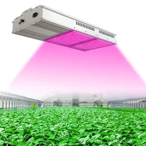 INNOLUX Greenhouse LED Solar 800W Full Spectrum Led Grow Light To Replacement For HPS With Factory Price