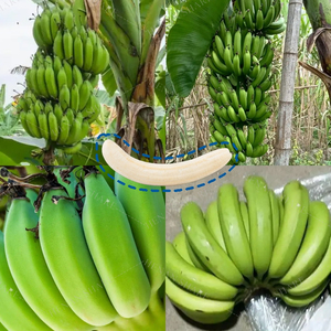 Machine à éplucher les bananes brutes industrielles Machine à broyer les peaux de bananes Outil à éplucher les fruits à peau verte - Product Image 6