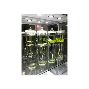 Plantes succulentes Arisaema, spécimens de luxe pour salle de formation, musée d'échantillons, enseignement sur la préservation des couleurs des succulentes. - Product Image 4