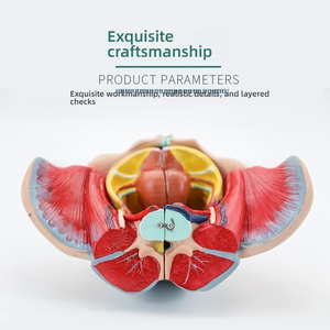 نموذج الحوض الأنثوي مع أربطة العجان والأعصاب من السيليكون التشريحية التعليمية للعلوم الطبية - Product Image 6