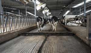 Quick-Install Prefabricated Steel Structure Modern Farmhouse Cattle Farm House - Product Image 3