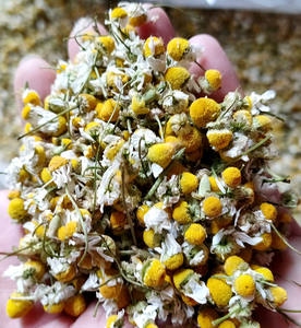 Herbal Kering Kualitas Tinggi Organik dan Teh Chamomile Kering Yang Lezat - Product Image 6