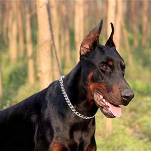 Groothandel Fabriek Prijs Hond P Ketting Hond Choke Ketting Metalen Honden Halsband - Product Image 1