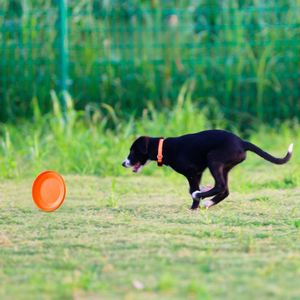 Disque de frisbee sportif personnalisé pour chien - Product Image 3