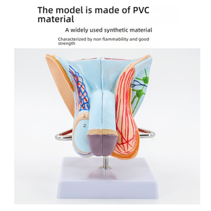 Modèle d'anatomie du système urinaire reproducteur masculin Aide à l'enseignement médical en PVC pour les organes externes internes de l'école de médecine, y compris - Product Image 5