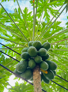 Bán buôn hoạt động cao <span class=keywords><strong>papain</strong></span> <span class=keywords><strong>enzyme</strong></span> 60000 ~ 2000000 iu đu đủ chiết xuất <span class=keywords><strong>papain</strong></span> <span class=keywords><strong>enzyme</strong></span> bột trong thực phẩm cấp - Product Image 4