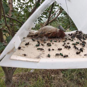 Lure phéromone sexuelle non toxique pour le sciaride du pomme (Cydia Pomonella) – Attractant de surveillance des ravageurs – Contrôle naturel des parasites - Product Image 3