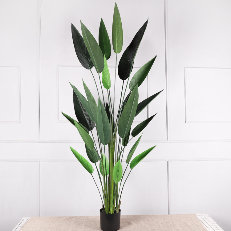 6-foot Water Beauty (1.75M)