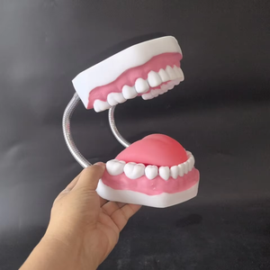 Modèle dentaire grossissant 6X, outil de pratique de nettoyage des dents, modèle d'enseignement d'hygiène bucco-dentaire pour l'éducation au brossage en maternelle - Product Image 4