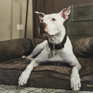 Ligne de production de coussin d'oreiller de <span class=keywords><strong>machine</strong></span> de bourrage de coton de fibre conjuguée creuse entièrement automatique - Product Image 6