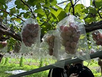 Kualitas Luar Biasa Anggur Jepang Beragam Varietas Hijau Hitam Merah Buah Segar 5kg Dingin