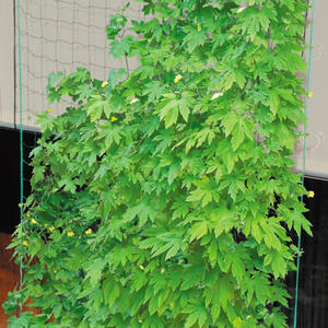 Ape <span class=keywords><strong>da</strong></span> <span class=keywords><strong>giardino</strong></span> supporto per la crescita delle piante arrampicata elastica Pe cetriolo reticolato rettangolare per il fagiolo di cetriolo piselli verdi pomodori <span class=keywords><strong>giardino</strong></span> - Product Image 1