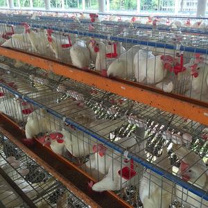 Ucuz fiyat yeni 48 96 120 128 160 kuşlar tavuklar yumurta döşeme pil kanatlı katmanlı tavuk kafesleri düşük karbon çelik 15-20 yıl hayat - Product Image 2