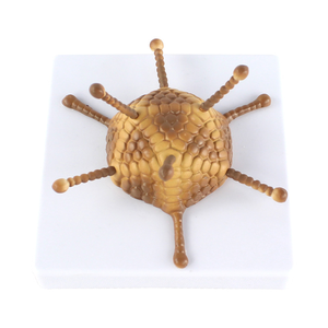 Modello di struttura Adenovirus modello di struttura dell'adenovirus di insegnamento di biologia delle scuole superiori - Product Image 2