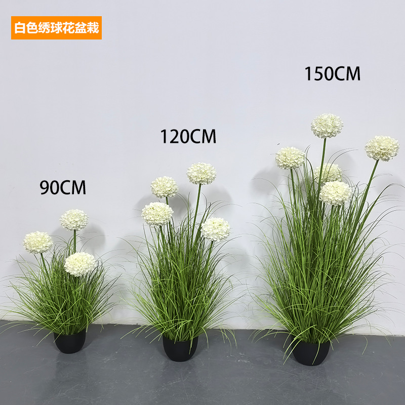 ไฮเดรนเยียสีขาว [กระถาง]