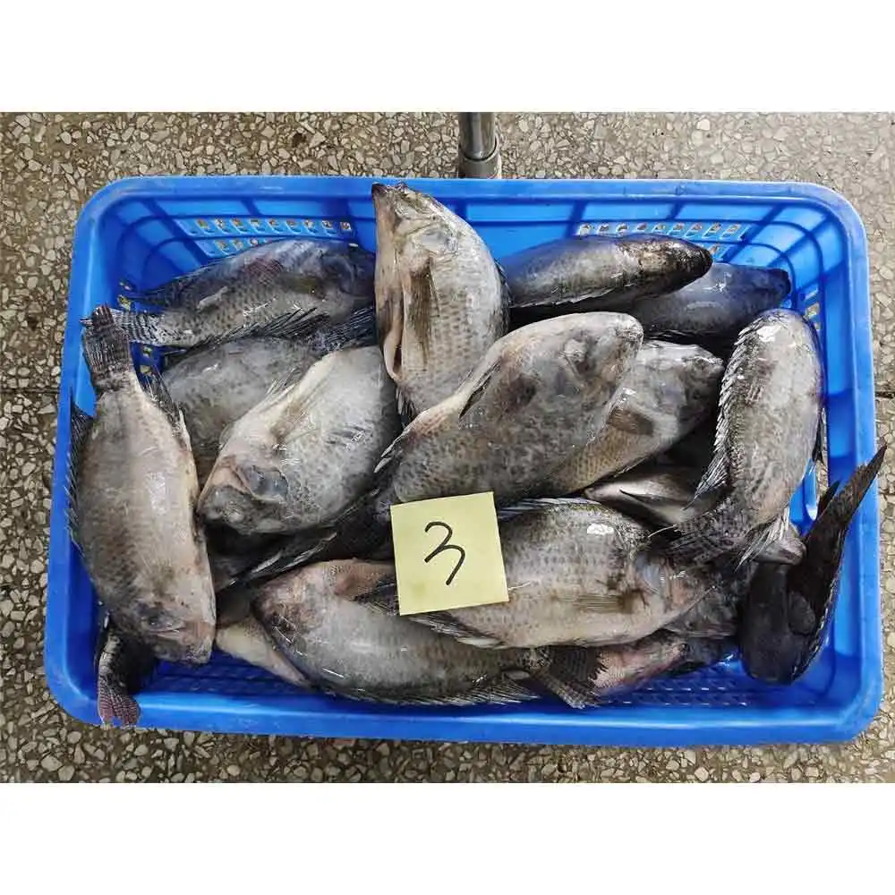 All size frozen fresh tilapia gs whole gutted and scaled tilapia frozen whole tilapia fish gutted scaled