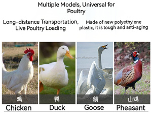 Plastic Kippenkooi Voor Pluimveehouderij Met Goed Ventilatieontwerp Herbruikbaar Transport Gevogelte En Plastic Duivenkooi - Product Image 5