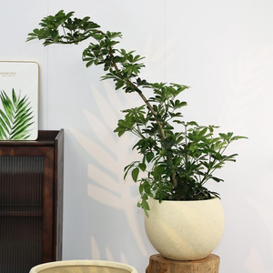 Maceta <span class=keywords><strong>de</strong></span> <span class=keywords><strong>Barro</strong></span> y Cemento Hecha a Mano, Estilo Nórdico Artístico Antiguo, para Plantas Verdes <span class=keywords><strong>de</strong></span> Interior/Exterior - Product Image 4