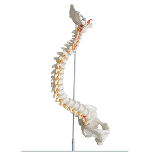 Modelo de anatomía del nervio del <span class=keywords><strong>esqueleto</strong></span> de la columna vertebral de tamaño humano de vida médica para suministros educativos - Product Image 2