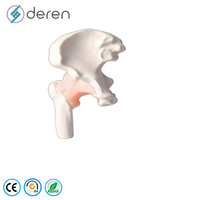 Modelo de Articulación de Cadera Humana a Tamaño Real con Ligamentos, de Silicona Suave y PVC, Modelo Anatómico de Cadera para Uso Médico y Forense