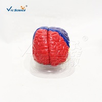 Modello Didattico Medico Ecologico in PVC Colorato della Struttura Anatomica del Cervello Umano