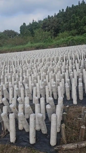 Máquina Semiautomática para Envasar Inoculados de Hongos Comestibles para Cultivadores, Equipo Automático para Llenado de Bolsas de Plástico con Polvo de Hongos - Product Image 4