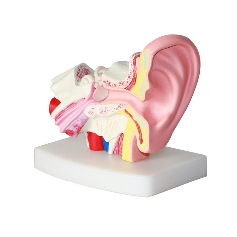 Анатомическая модель человеческих ушей, Обучающие анатомические модели