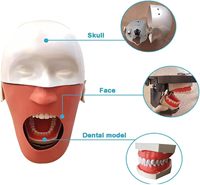 Équipement d'enseignement Simulateur Dentaire Mannequin Phantom Head Bench Mount Fix On Desk Training Mannequin modèle de dent dentaire