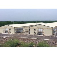 Estructura de Acero para Gallinero, Diseño de Granja Avícola, Construcción de Gallinero para Producción de Huevos