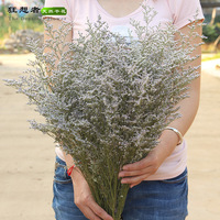 AX-20 Natürlich Getrocknete Limonium-Blume Liebhabergras Caspium Dekorativer Strauß Muttertag 19,6 Zoll