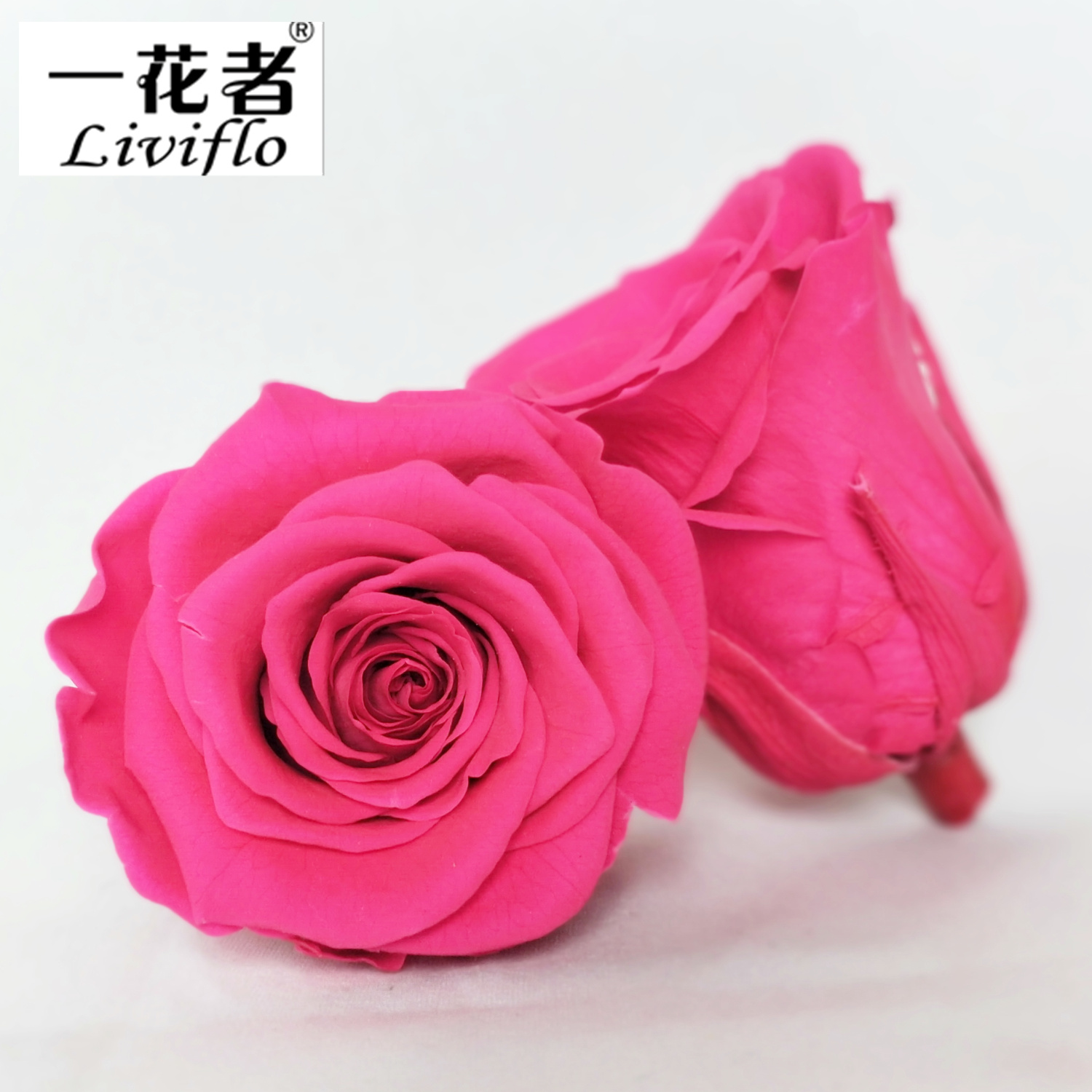 Rose chaud