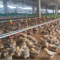 Mangeoire pour poulets de ferme avicole entièrement automatique et système d'abreuvement équipement pour poulailler