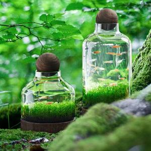 Großhandel <span class=keywords><strong>Bulk</strong></span> Glass Plant <span class=keywords><strong>Terrarium</strong></span> mit Holz ständer Large Plant <span class=keywords><strong>Terrarium</strong></span> Glas mit Holz sockel - Product Image 2