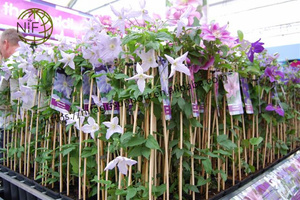 Palos de flores de bambú modernos del fabricante NIF disponibles en muchos colores estilo natural ecológico - Product Image 5