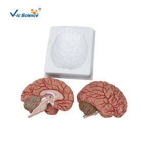 Modello Anatomico di Vene Cerebrali Umane a Grandezza Naturale, 2 Parti, Modello di Testa in Plastica <span class=keywords><strong>per</strong></span> Formazione in Scuole e Ospedali, Vic Science Model - Product Image 1