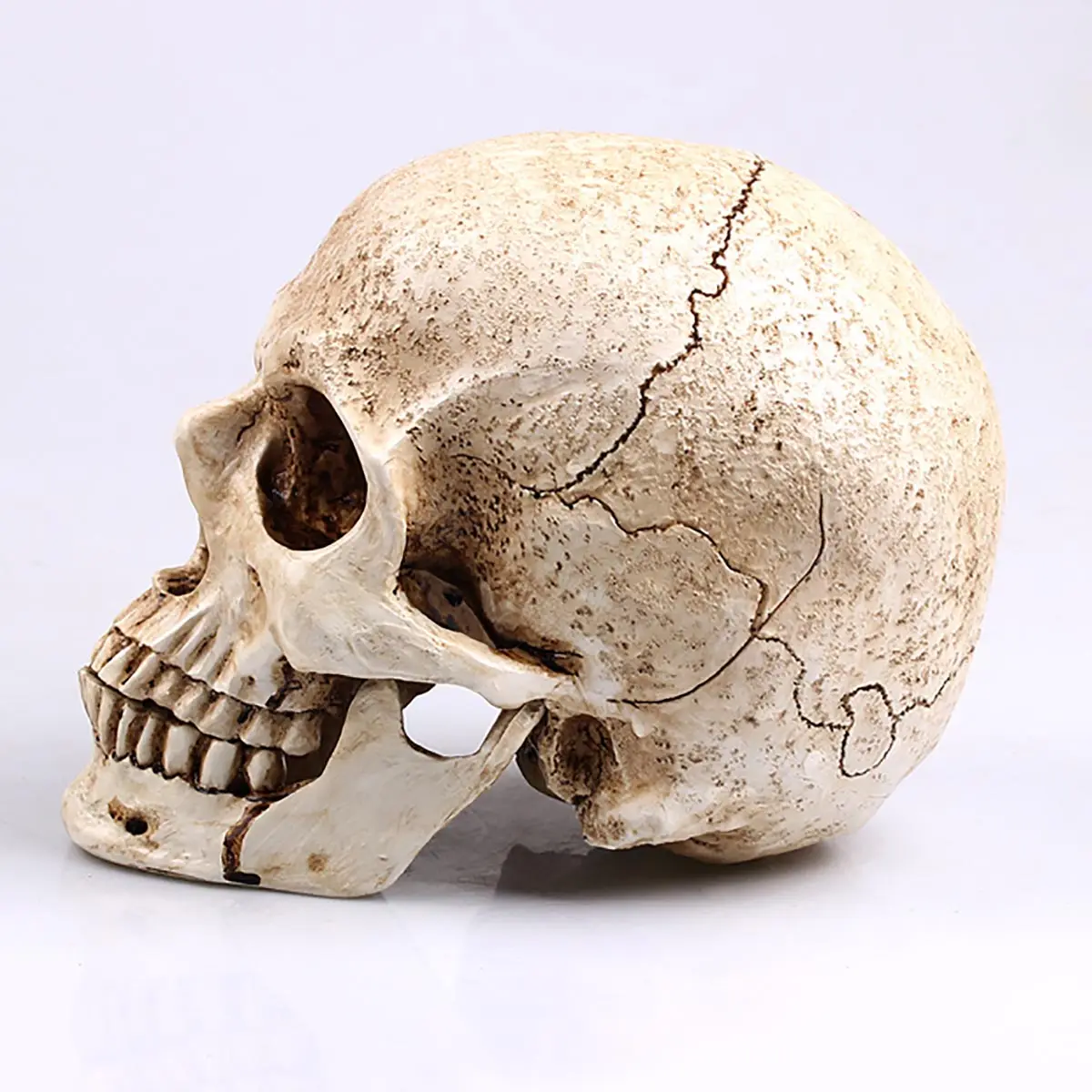 Wholesale Resin Skull Heads for Halloween Decoration