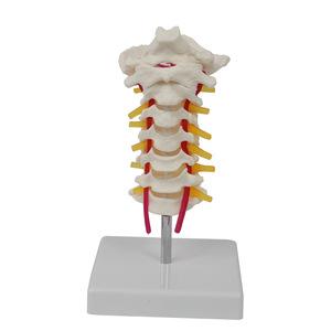 Modèle de colonne cervicale naturelle grandeur nature à 7 sections avec os occipital, aide pédagogique médicale pour la colonne cervicale, directement du fabricant. - Product Image 4