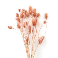 Direkt vom Hersteller: Natürlich konservierte Distelblüten, getrocknete Blumen für Heimdekoration, getrocknetes Eryngium
