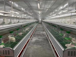 Allevamento di carne gabbia di allevamento di conigli con cintura di pulizia del letame commerciale - Product Image 6