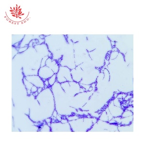 Vetrini per Microscopia di Bacteri e Spore, Colorazione di Gram, Campioni Preparati Misti per Istruzione Superiore, 10 Tipi Tipici - Product Image 5