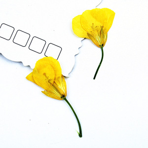 Têtes de fleurs de canola séchées pressées pour l'art de la résine, le nail art, le scrapbooking, les marque-pages et l'art floral pressé - Product Image 6