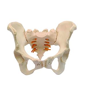 Modèle avancé d'examen du sein, modèle avancé d'inspection et de palpation du sein - Product Image 5