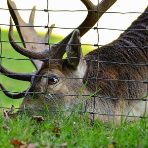 Rollo <span class=keywords><strong>de</strong></span> Alambre Galvanizado por Inmersión en Caliente <span class=keywords><strong>de</strong></span> 100 m para Cercas <span class=keywords><strong>de</strong></span> Campo, para Cabras, <span class=keywords><strong>Cerdos</strong></span>, Ovejas, Ganado, Caballos, Cerca Agrícola <span class=keywords><strong>de</strong></span> Alta Resistencia - Product Image 2