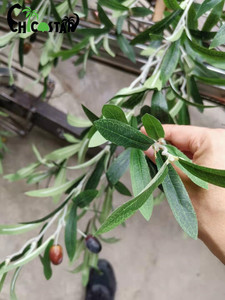 Cây ô liu nhân tạo trang trí cảnh quan, thân cây làm bằng sợi thủy tinh tùy chỉnh - Product Image 6