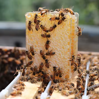 Werkseitig Neue Honey Box Kunststoff geschnittene Kamm boxen Waben behälter