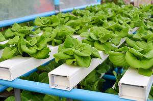 100*60mm PVC-U Hydroponic NFT Channel/pipes for Lettuce