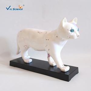 Educatief model van een kat, acupunctuurmodel van een kat, skeletmodel van een kat voor acupunctuur - Product Image 4