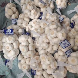 كيس شبكي عالي الجودة للمشروبات الطازجة 1 من الصين للتصدير الطبيعي من التوابل والأعشاب - Product Image 6